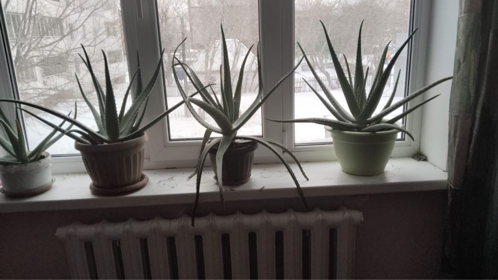 Продам алоэ. Район тд Жаннур