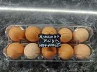 Домашни яйца  от свободни кокошки