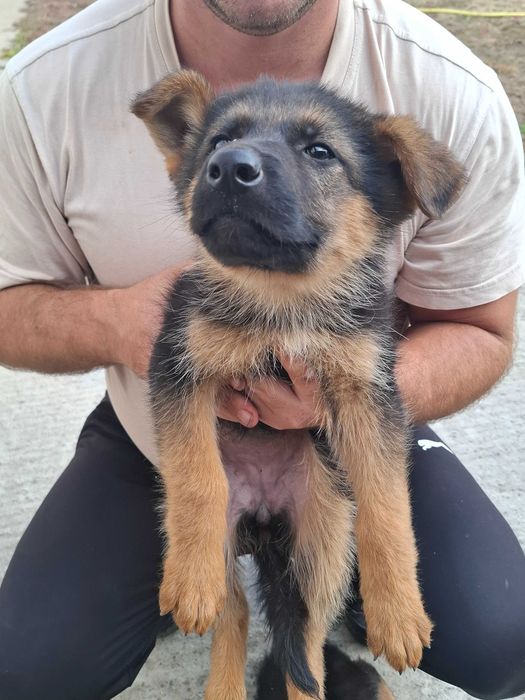 Немски   Овчарки