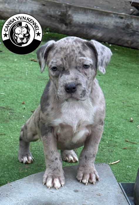 Femela amstaff blue merle