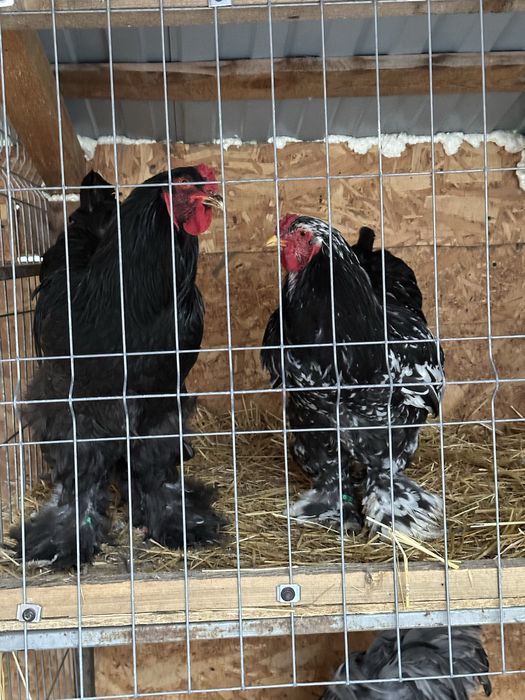 Disponibile Pasari brahma