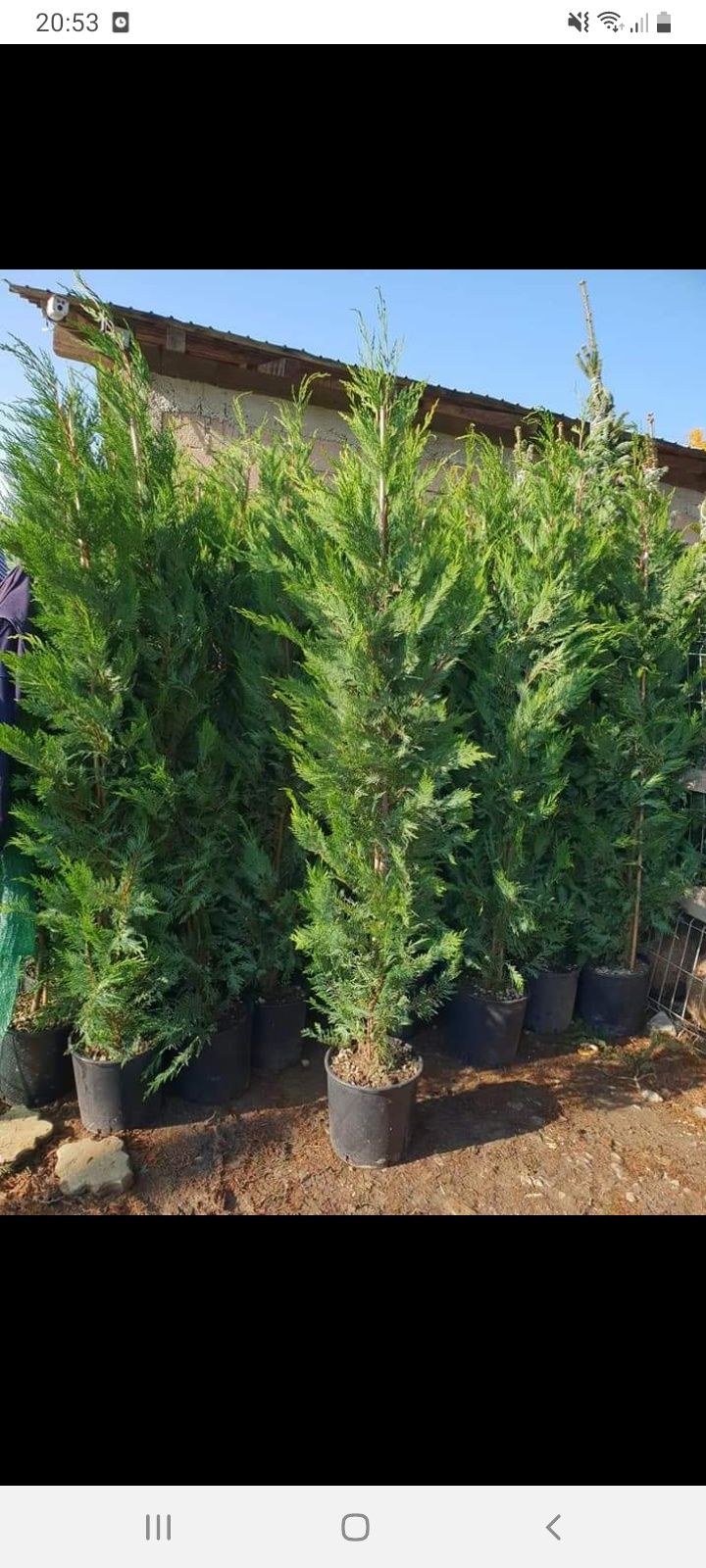 Plante ornamentale pt o gradina de vis