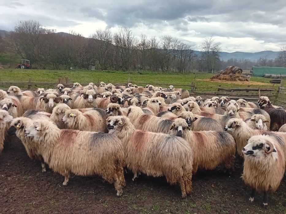 Oi de vânzare tinere