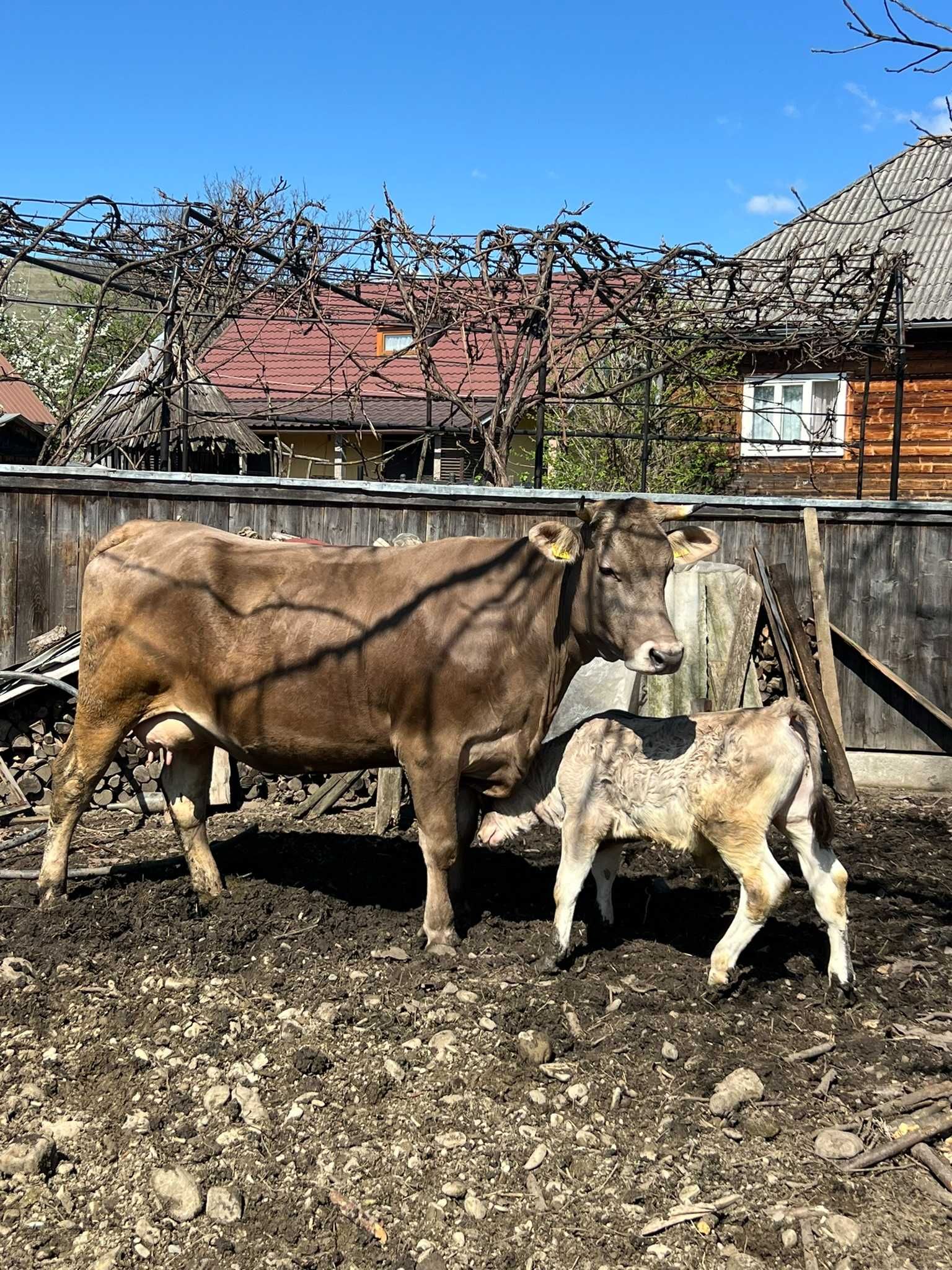 Vand vaca cu vitel si juninca gestanta in 2 luni