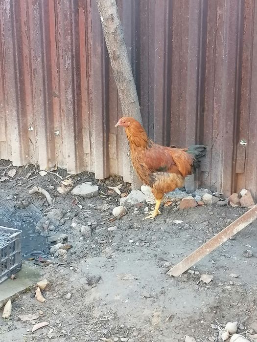 Продам домашних курей