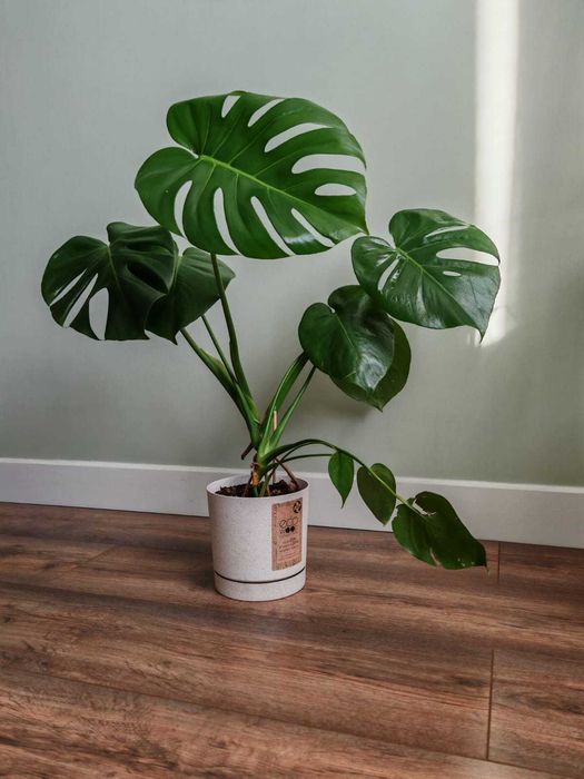 Монстера деликатесная Алматы крупное комнатное растение цветок в дом