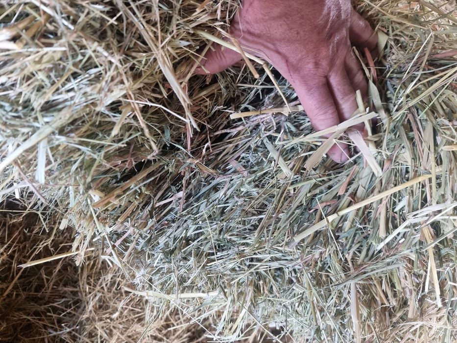 Vând baloti de ovăz verde