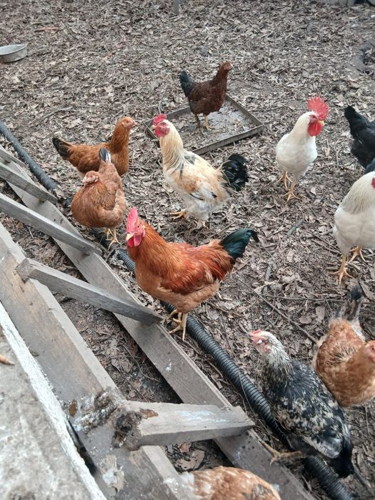 Продам петуха Ломан Браун 1 год