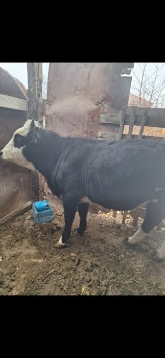 Бұқа 2 жасаррррр