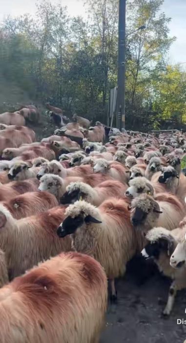 Vând miele,breze și oacheșe