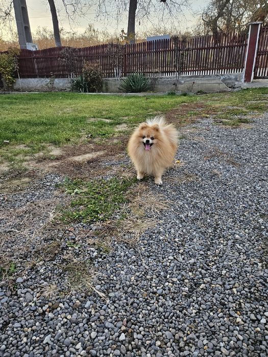 Pomeranian Mascul