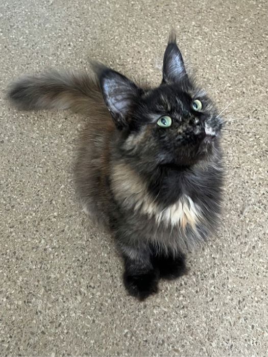 Pisica Maine Coon