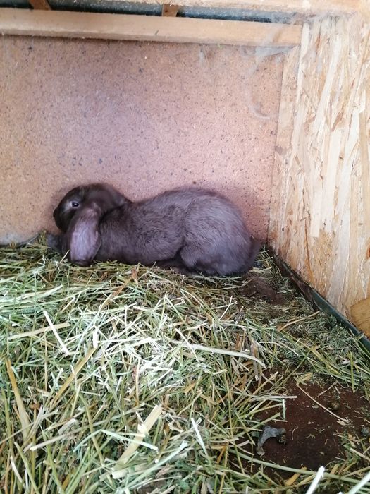 Iepuri rasa Berbec german culoare havana