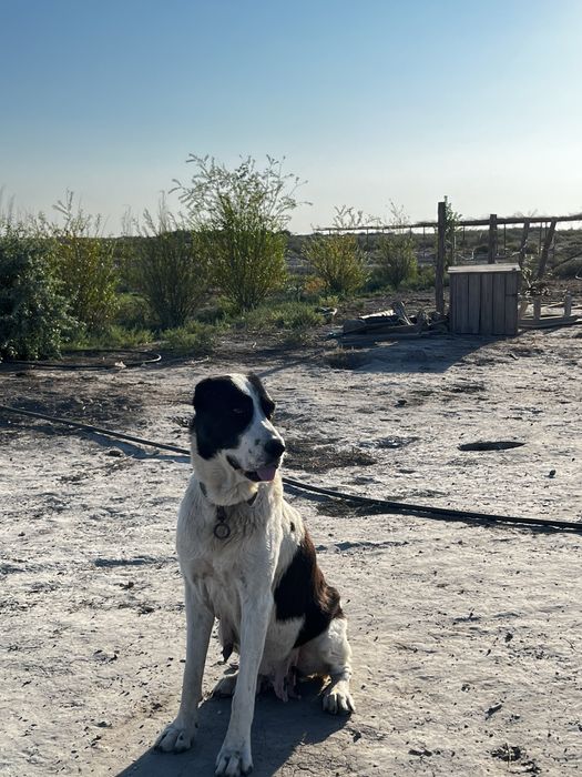 Породистые щенки Алабая .