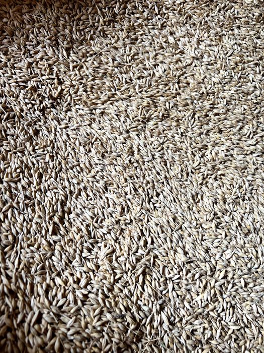 Orz de toamnă – producție 2025