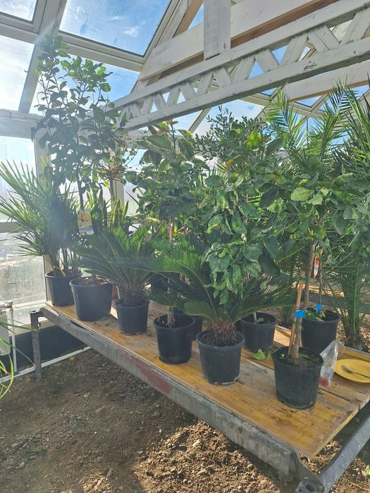 Măslini mari la ghiveci 2m