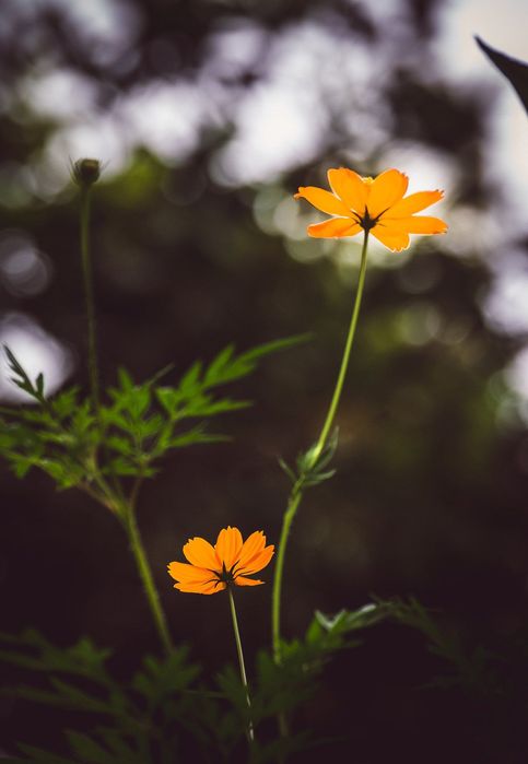 Nikon AF-S 55-200mm f/4-5.6G ED VR обектив Никон