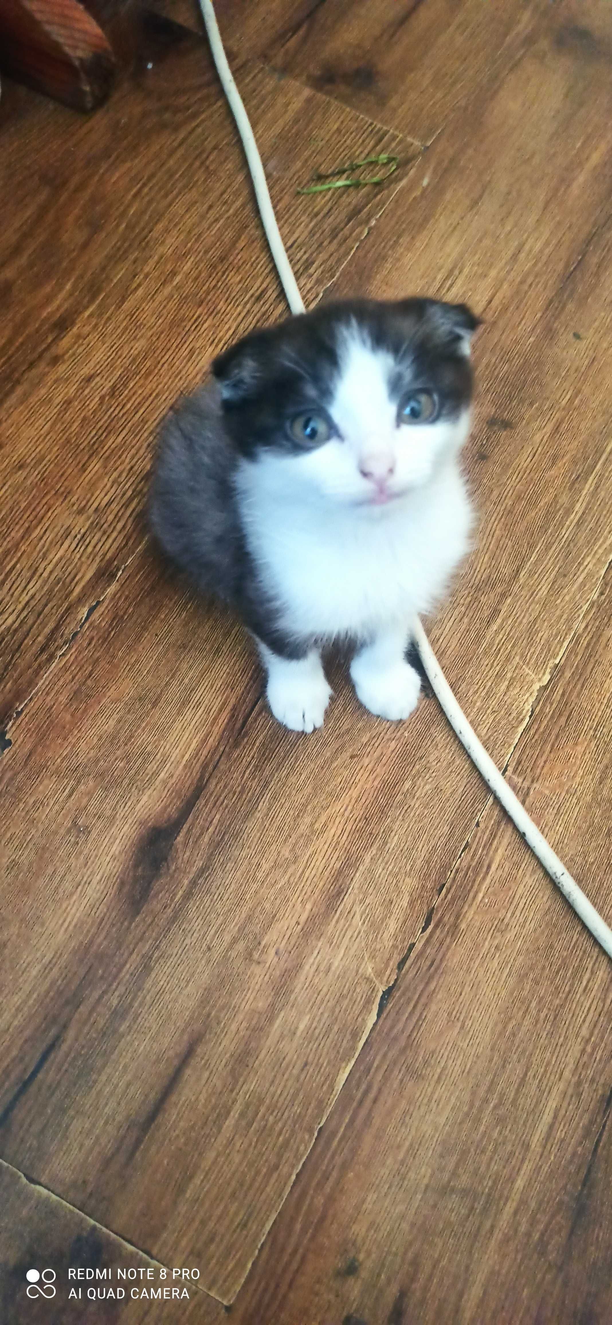 Scottish fold 4oylik