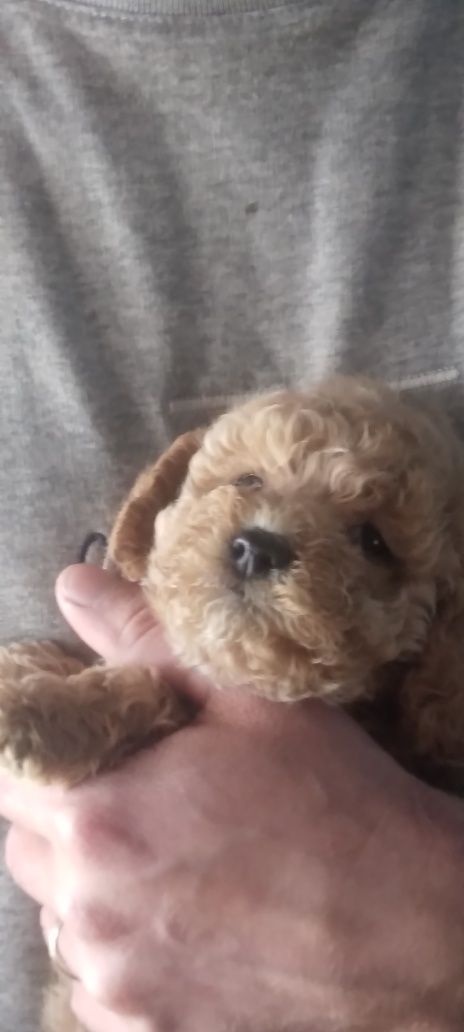 Pudel rosu /mini toy
