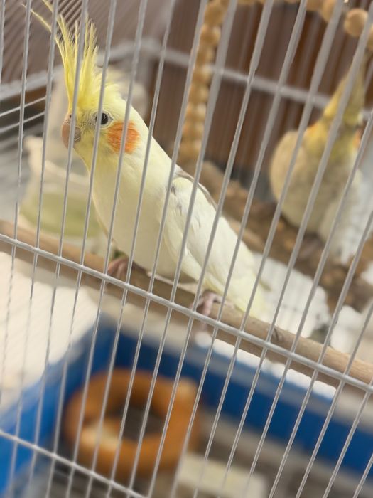 Papagali nimfe fetița și băiat