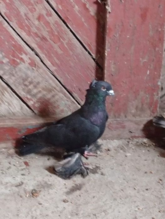 Продам голубя бойного