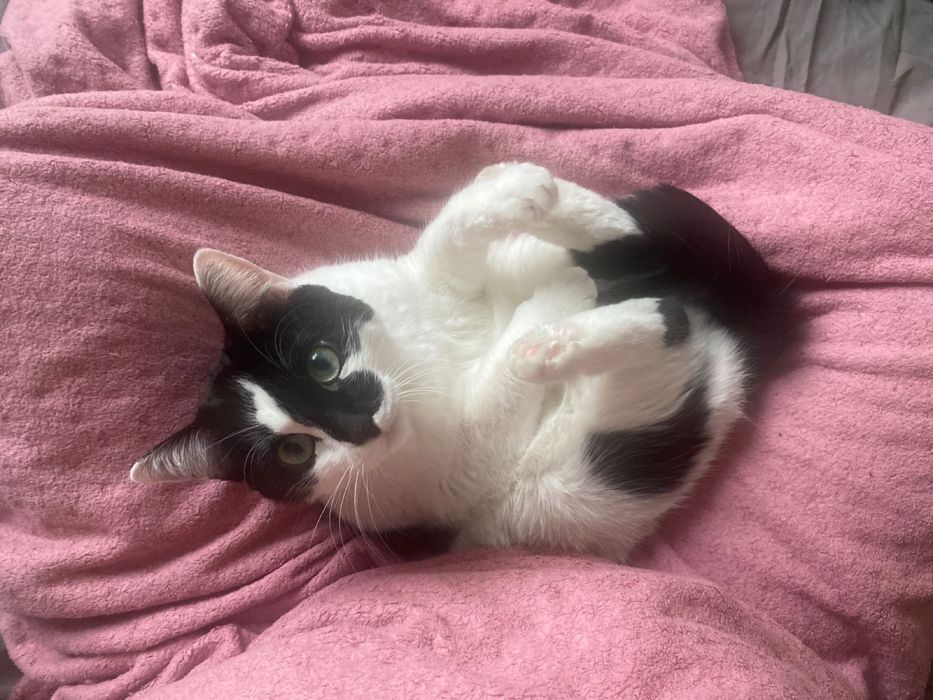 Котик в добрые руки