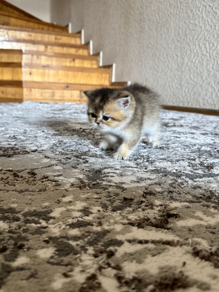котята чистокровьные мальчик и девочка