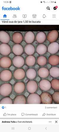 Ouă găină Bio de casă