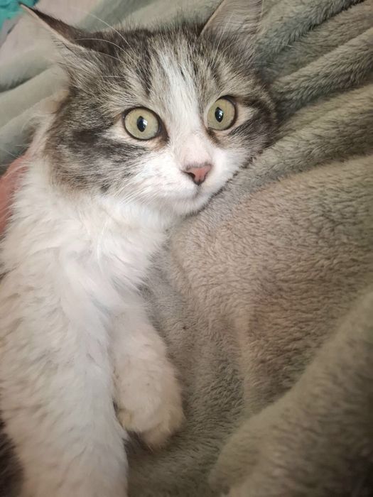 Кошечка Марта в семью