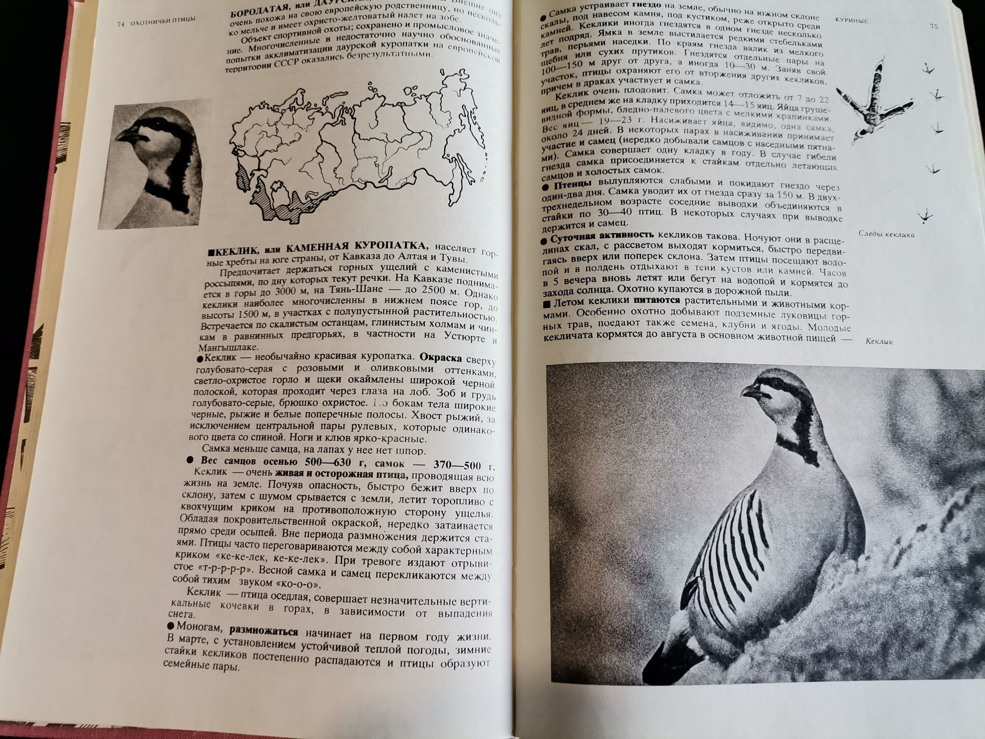 Спортивная охота в СССР. Том 1. 1975 год