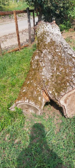 Trunchi de nuc taiat