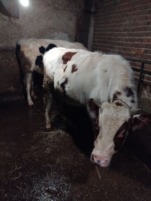 Продавам две телета гледани на яса