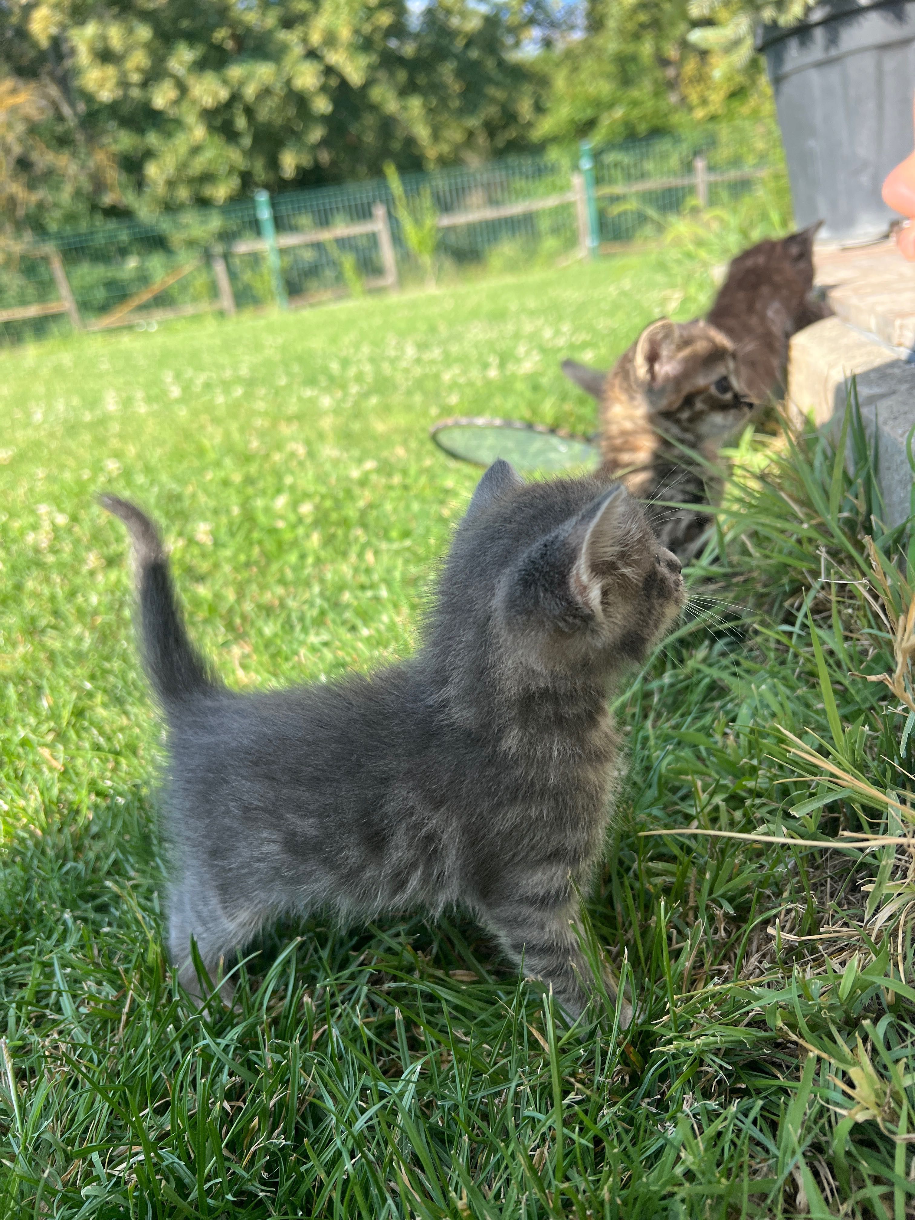 Подярявам малки котенца