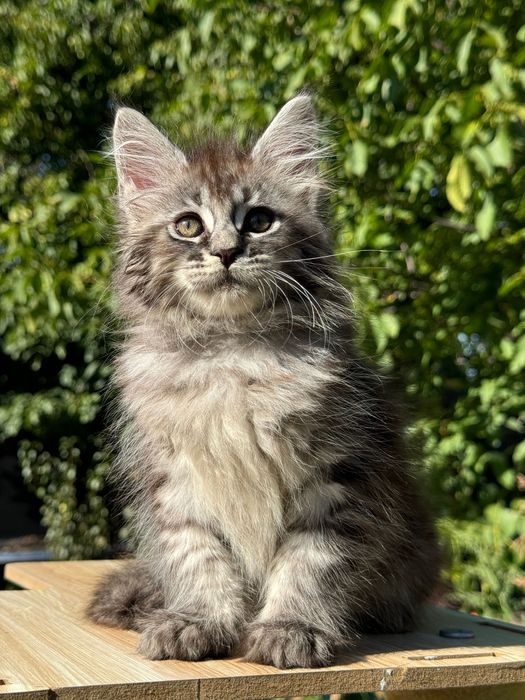 Мейн Куун Котки шоу-клас от елитен