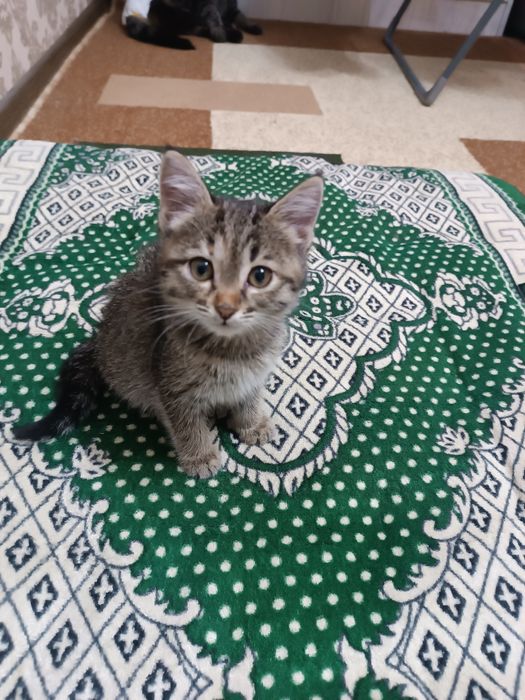 Котёнок в ответственные руки !