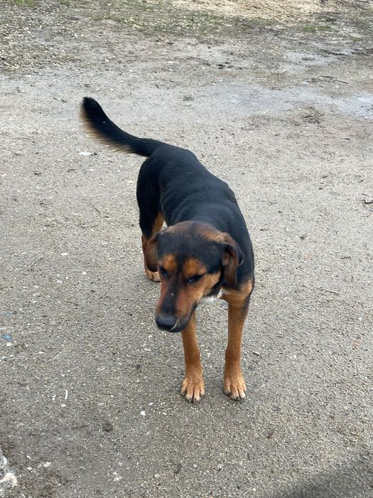 Подаряваме гончета