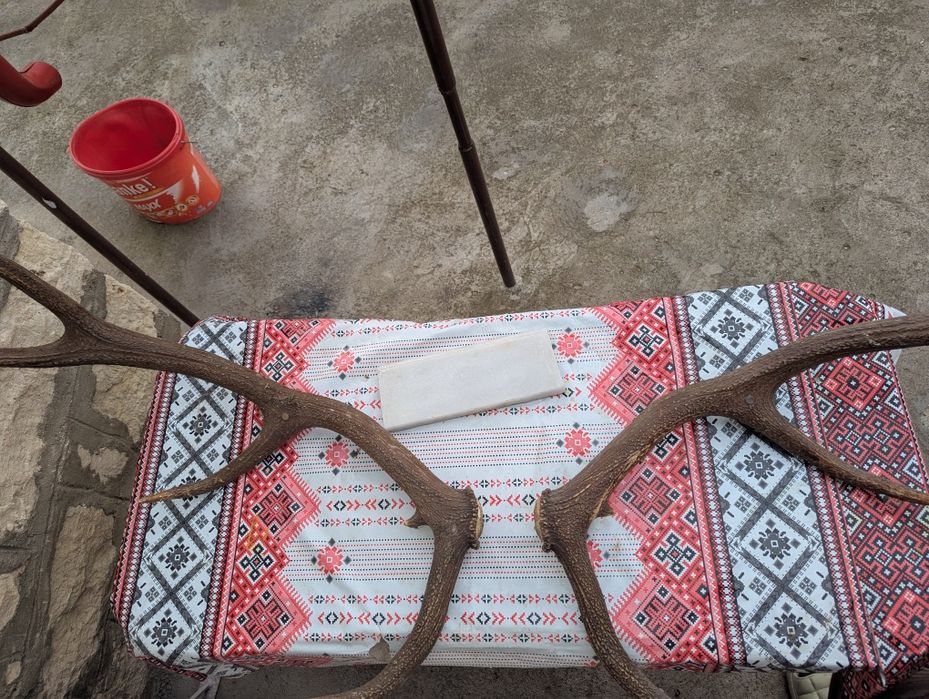 Vând coarne de cerb