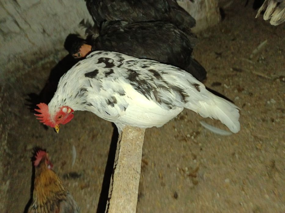 Vând cocoși pitici sau pereche