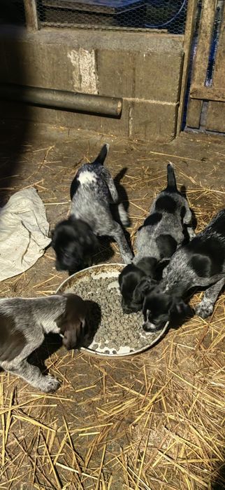 Дратхар кутрета , малки кученца дратхар