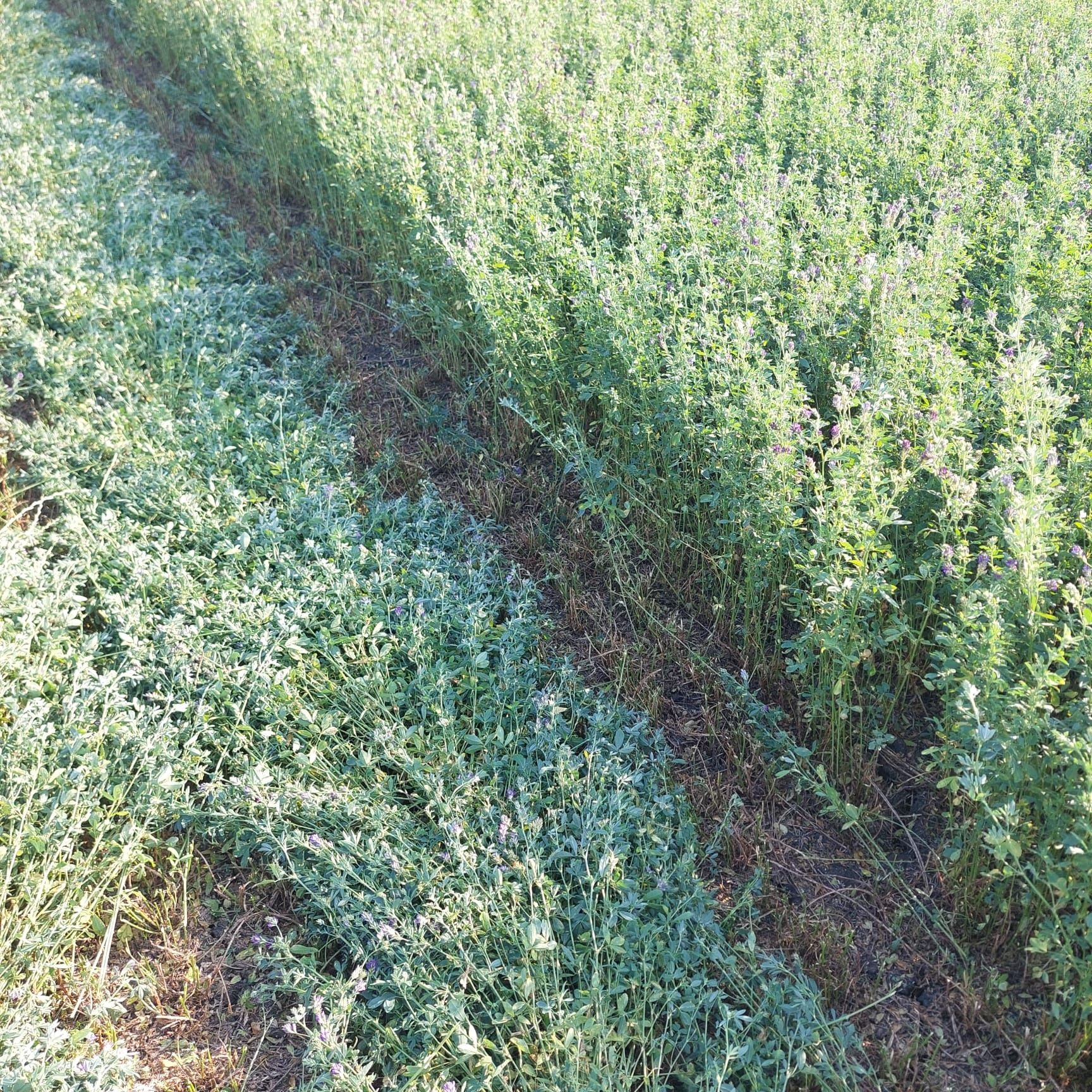 Baloţi Lucernă, Județul Bihor