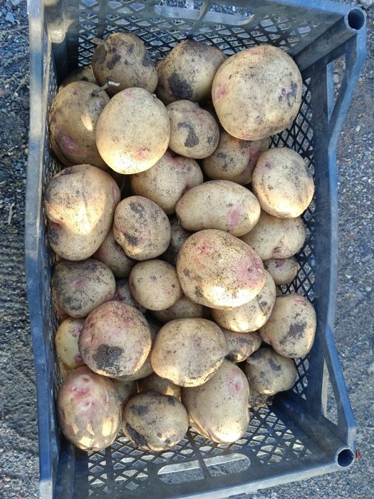Продам картофель дачный сорт Иван да марья крупный и отдельно мелкий