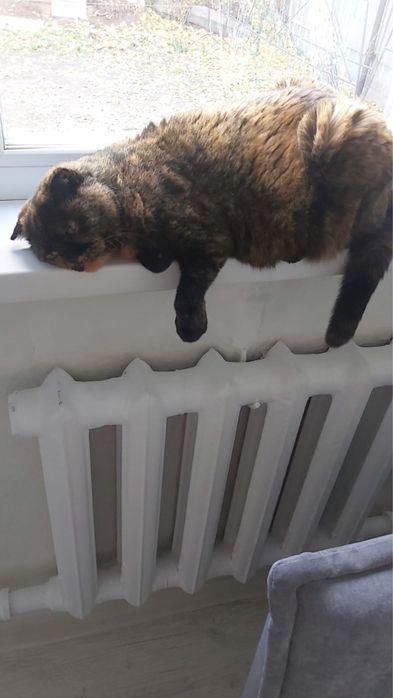 Отдам  кошку 5 лет