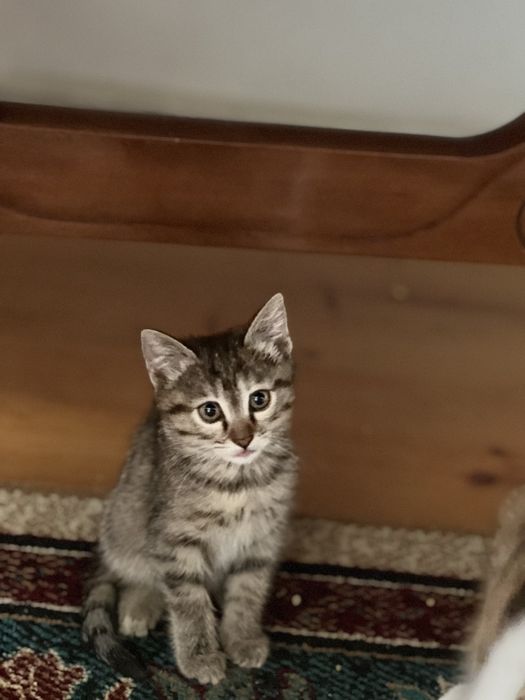 Котята в хорошие руки!