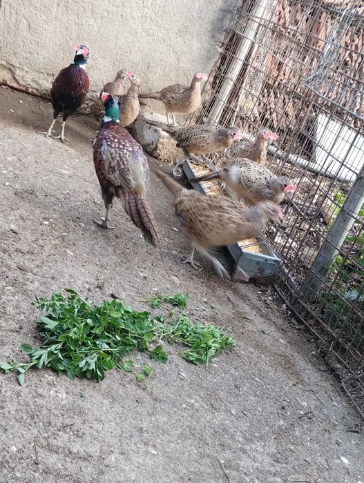 De vanzare fazani crescuți de mine.