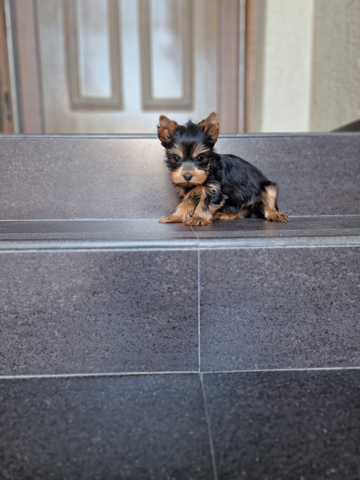 Yorkshire terrier mascul