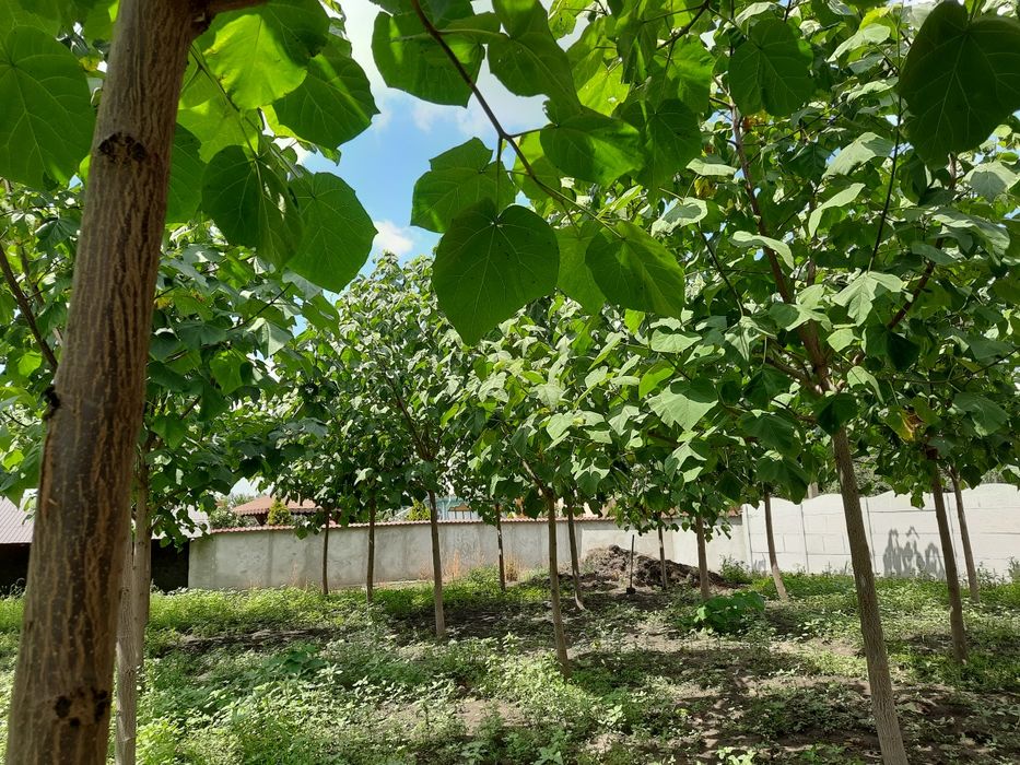 Paulownia tomentosa  și arbori de mătase