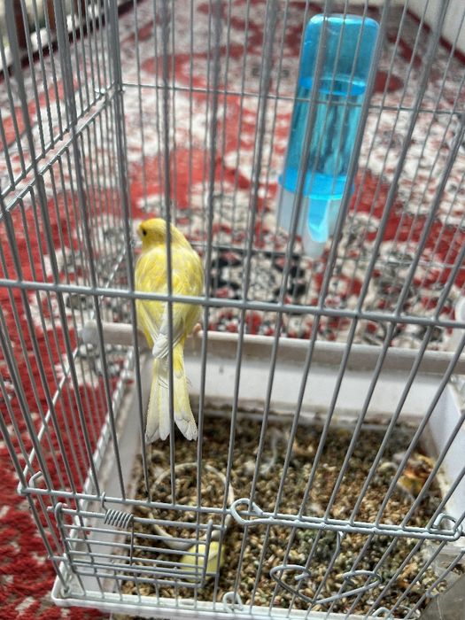 Sayrab turgan qushlar sotiladi 300mingdan 2 ta bor