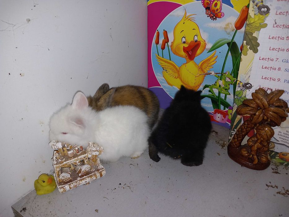 Iepurasi Mini Toys Iepuri Pitici de Companie