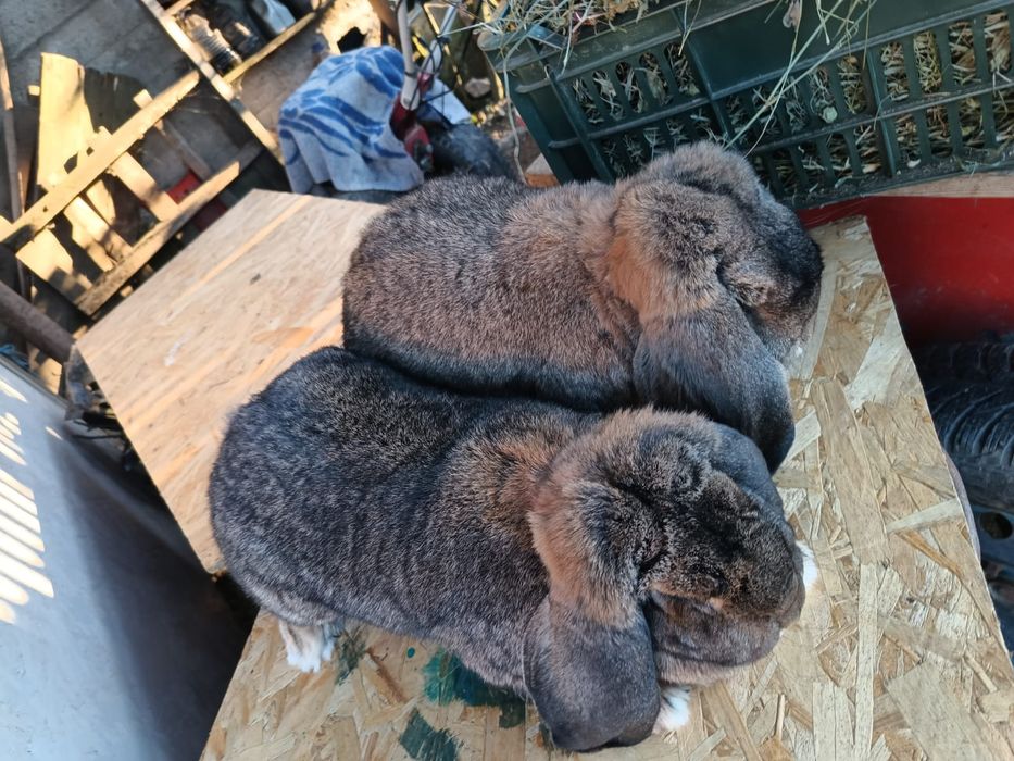 Iepuri berbec german