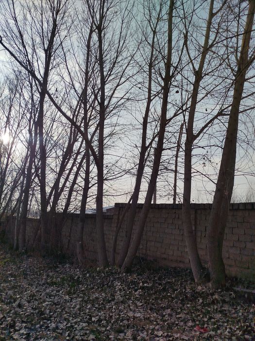 Kaliforniy tere 30 tadan oshu